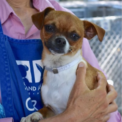 a chihuahua pug mix dog at a shelter